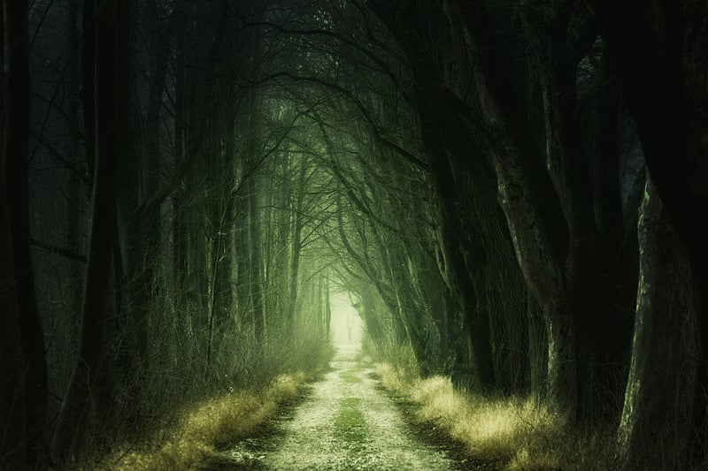 Enchanted Trails