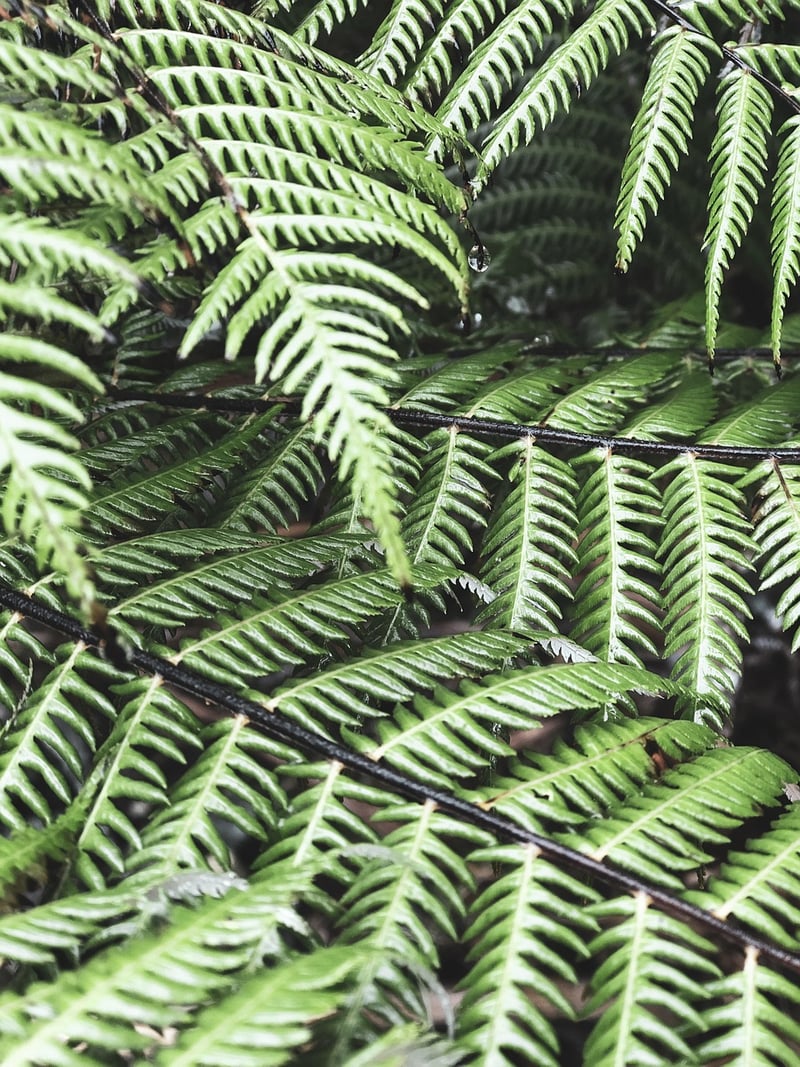 Fantasy Ferns