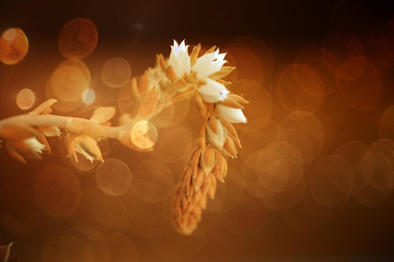 Mystical Blooms