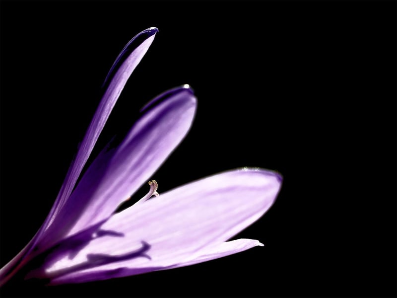 Nightshade