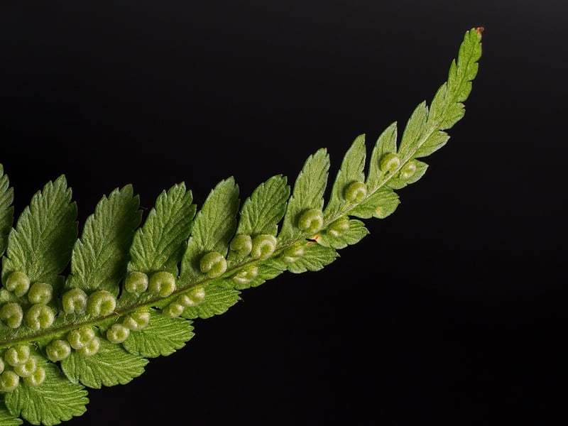 Fantasy Ferns