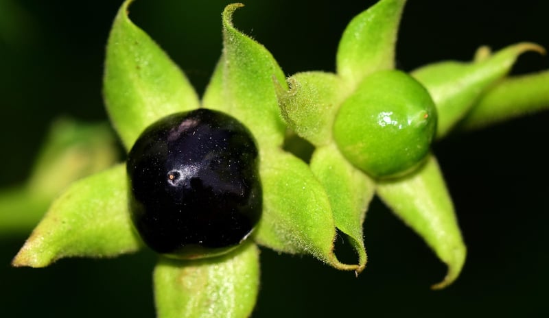 Moonflower